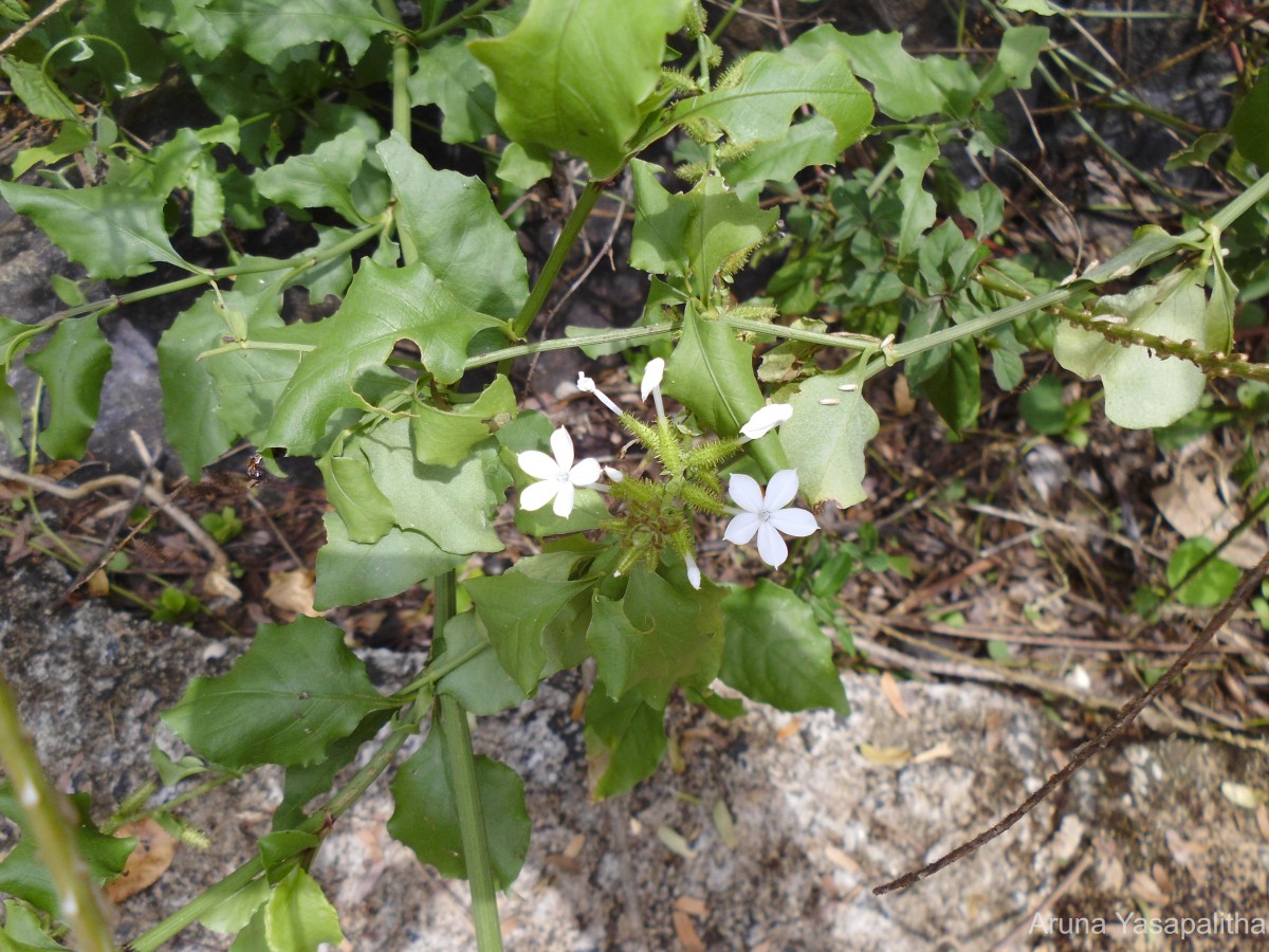 Plumbago zeylanica L.